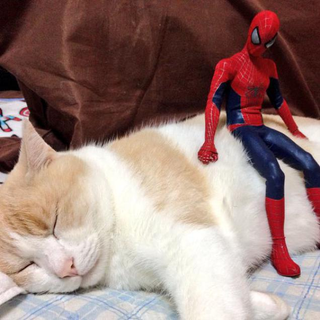 Illustration for article titled Spider-Man Shows His Sensitive Side with Cats